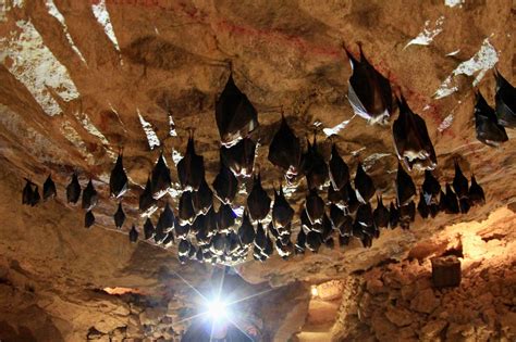The bat cave - Bracken Cave, on the northern outskirts of San Antonio, is home to the world’s largest bat colony, with more than 15 million Mexican free-tailed bats. It is a key maternity site for this species, and females congregate there each year to give birth and rear their young. Mexican free-tailed bats are an essential predator of corn earworm moths ...
